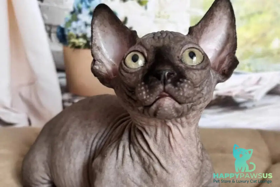 Bali Bambino male black - live animals