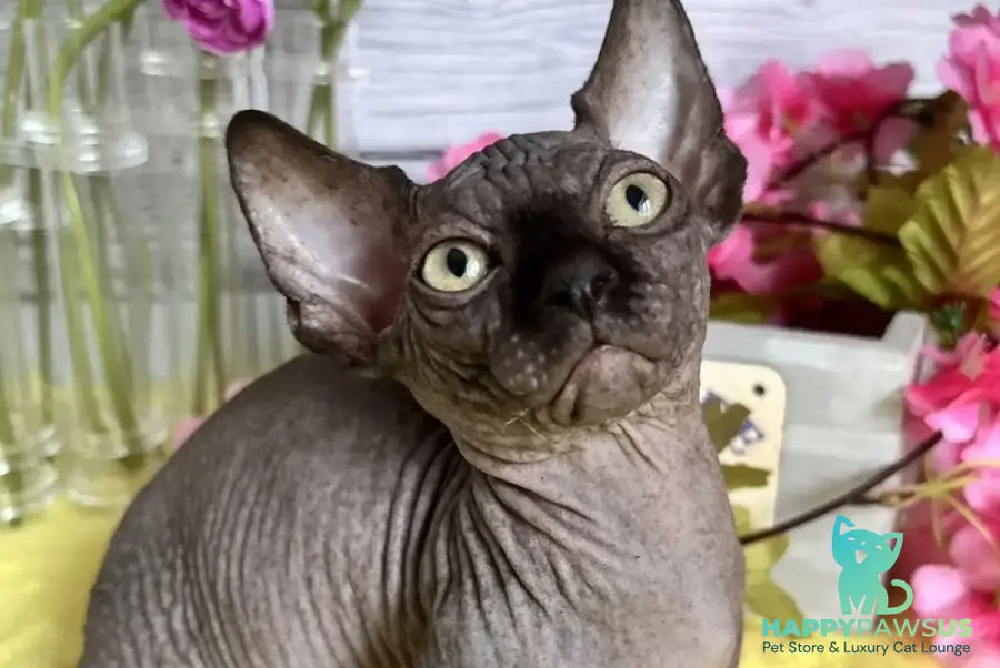 Bali Bambino male black - live animals