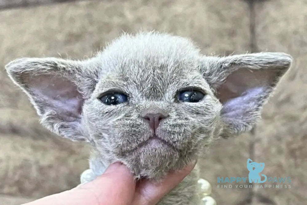 Bali Devon Rex female lilac - live animals