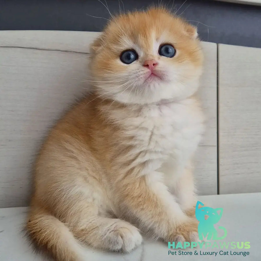 Ballu Scottish Fold male black golden chinchilla - live animals