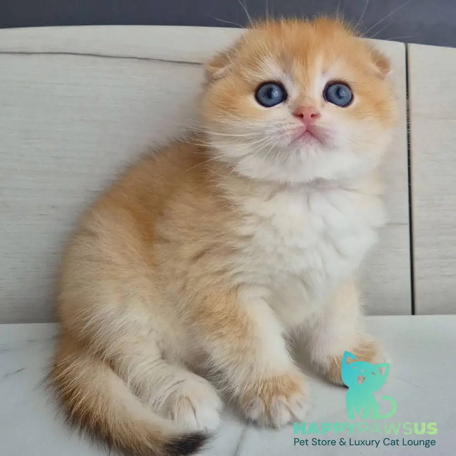 Ballu Scottish Fold male black golden chinchilla - live animals