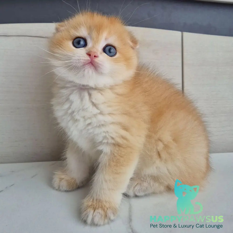 Ballu Scottish Fold male black golden chinchilla - live animals