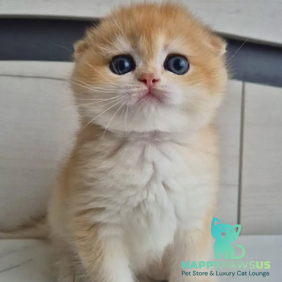 Ballu Scottish Fold male black golden chinchilla - live animals
