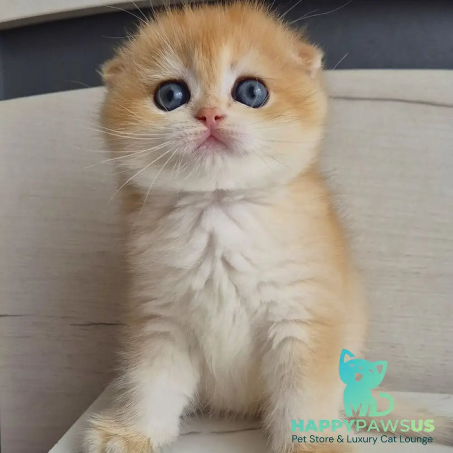 Ballu Scottish Fold male black golden chinchilla - live animals