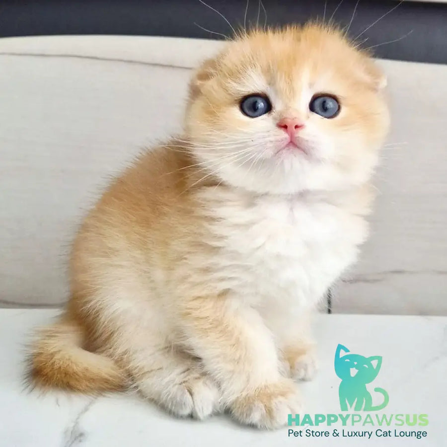 Ballu Scottish Fold male black golden chinchilla - live animals