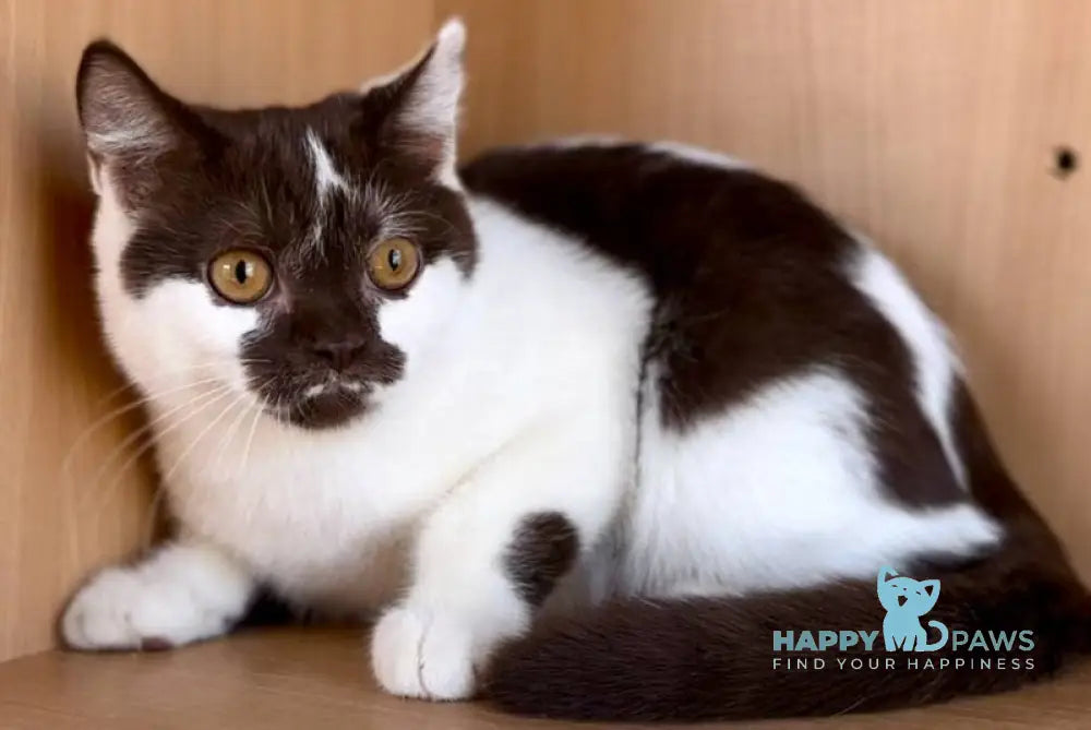 Baloo British Shorthair male chocolate bicolour live animals