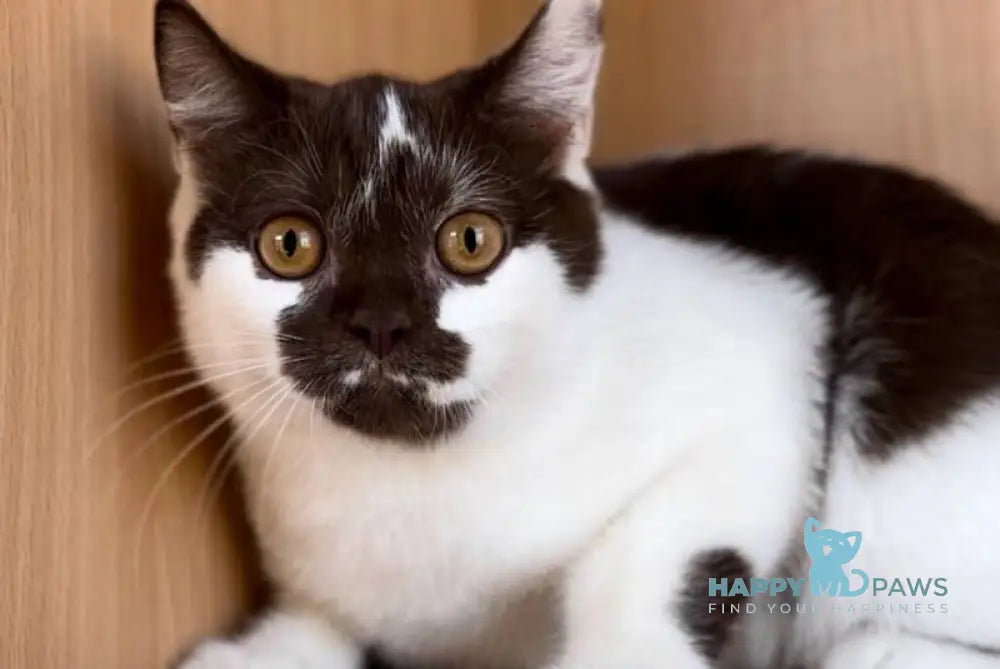 Baloo British Shorthair male chocolate bicolour live animals