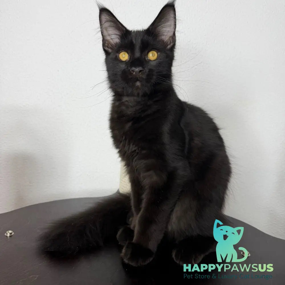 Baloo Maine Coon male black - live animals