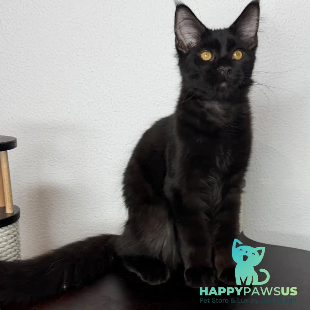 Baloo Maine Coon male black - live animals