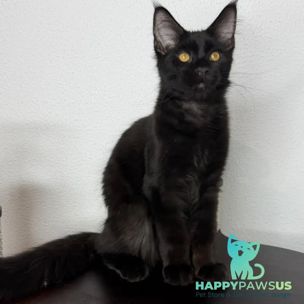 Baloo Maine Coon male black - live animals