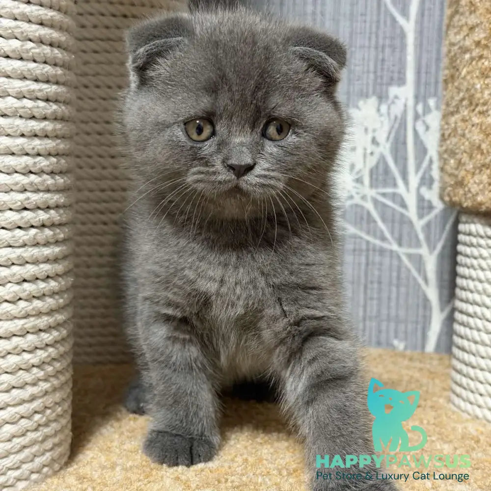 Baloo Scottish Fold male blue - live animals