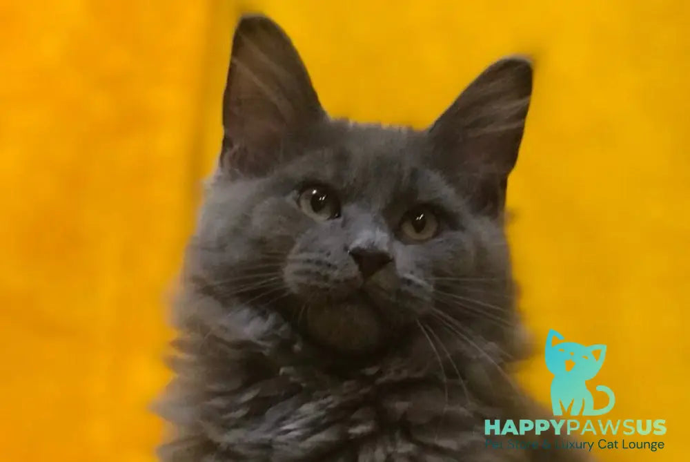 Balta Maine Coon female blue live animals