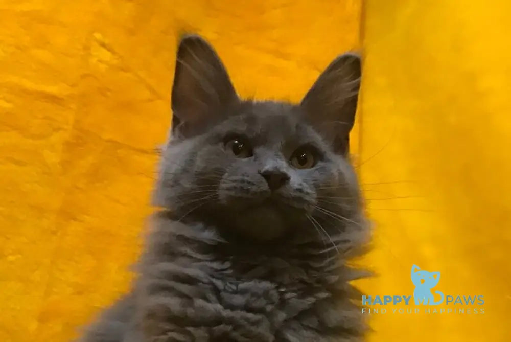 Balta Maine Coon female blue live animals