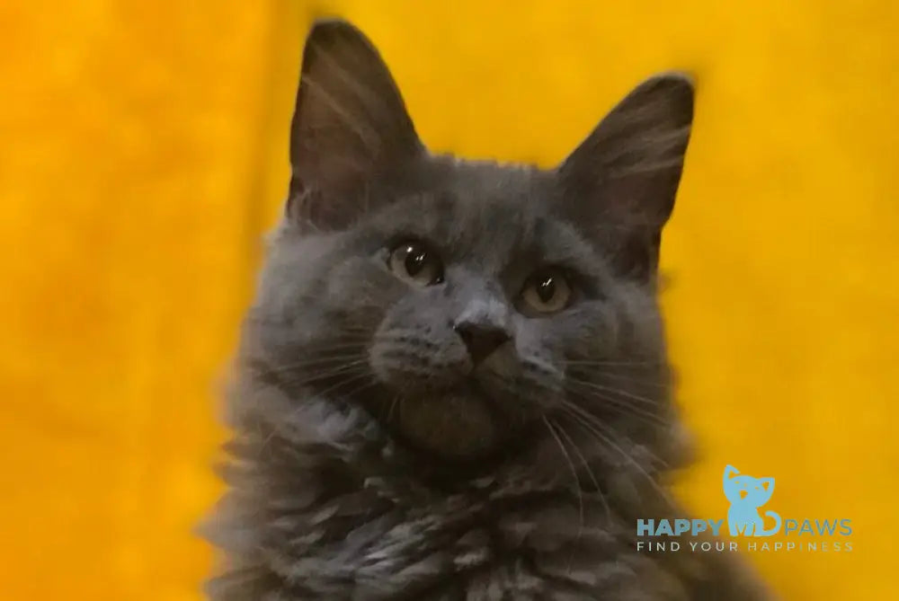 Balta Maine Coon female blue live animals