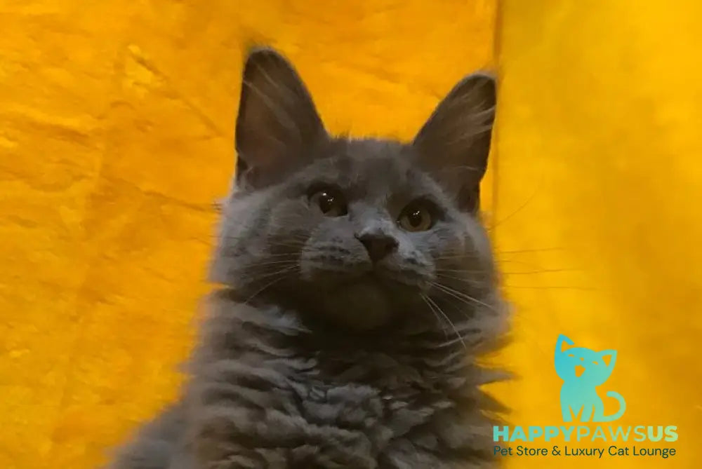 Balta Maine Coon female blue live animals