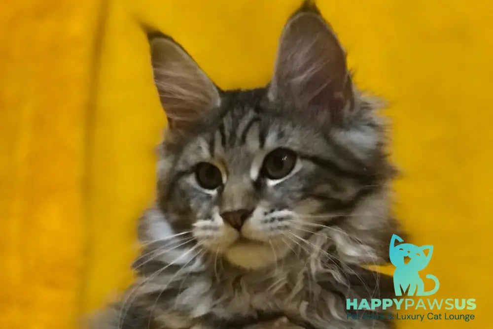 Baltimor Maine Coon female black tabby live animals