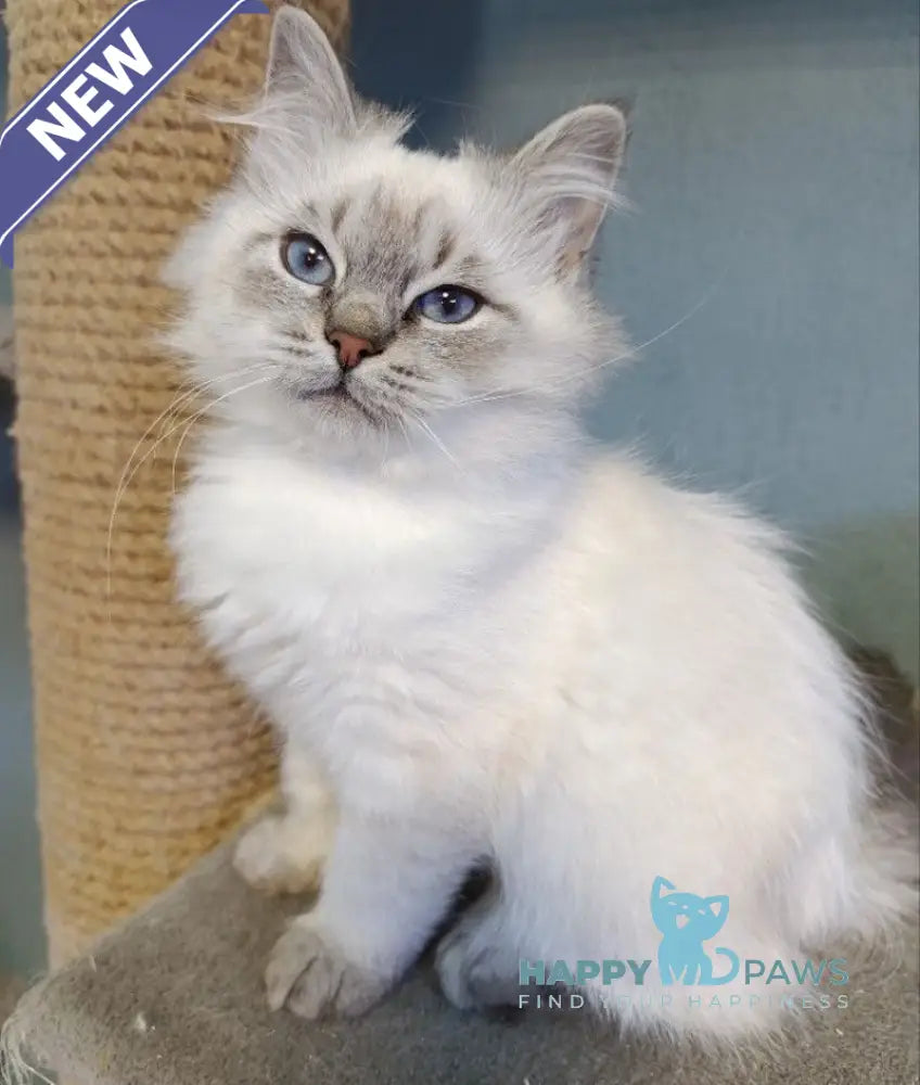 Balto Siberian male blue pointed live animals