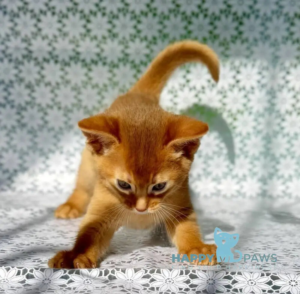 Balu Abyssinian male sorrel - live animals
