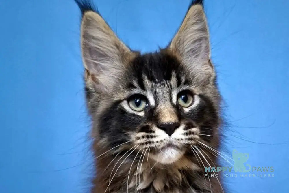 Balu Maine Coon male black ticked tabby live animals