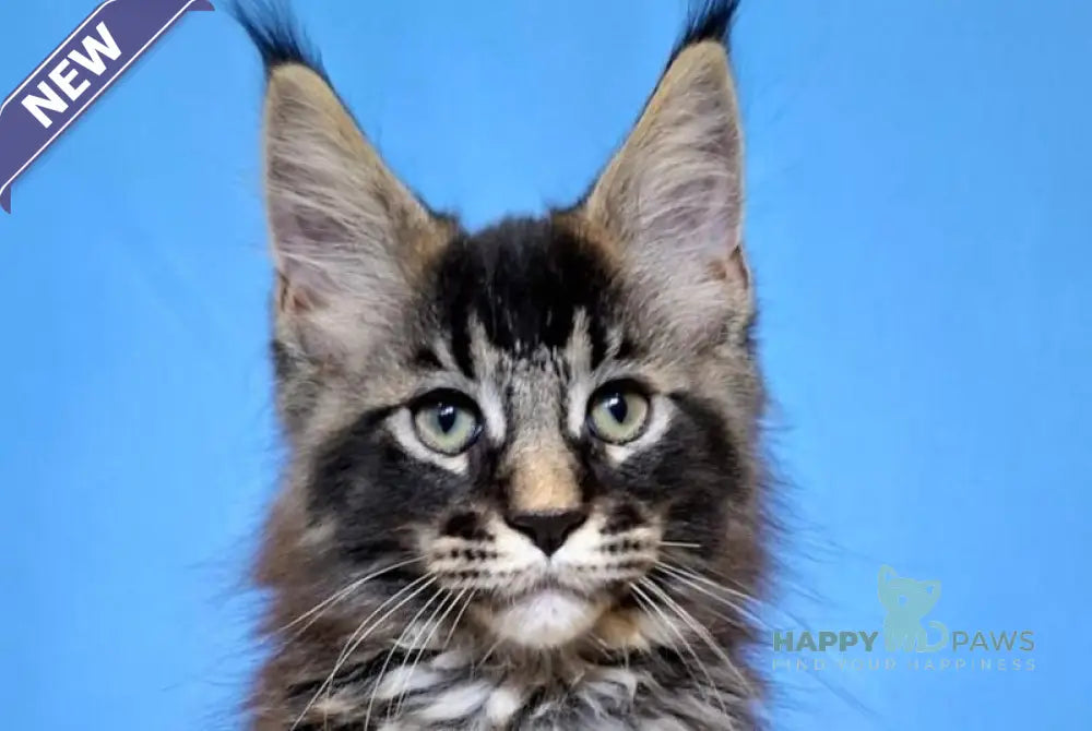 Balu Maine Coon male black ticked tabby live animals