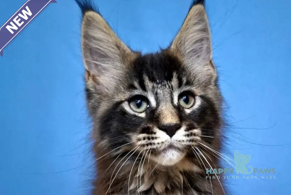 Balu Maine Coon male black ticked tabby live animals
