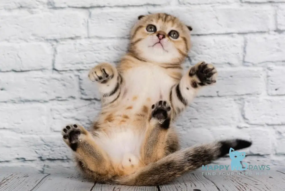 Balu Scottish Fold male black tabby live animals