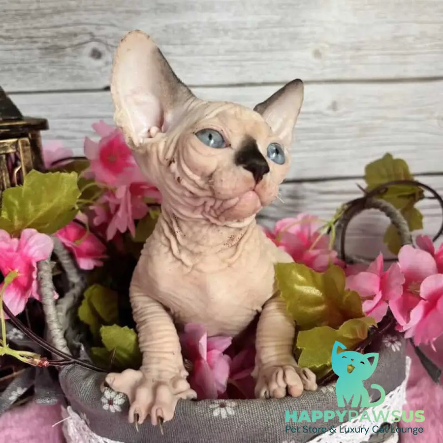 Baly Canadian Sphynx male black pointed bicolour - live animals