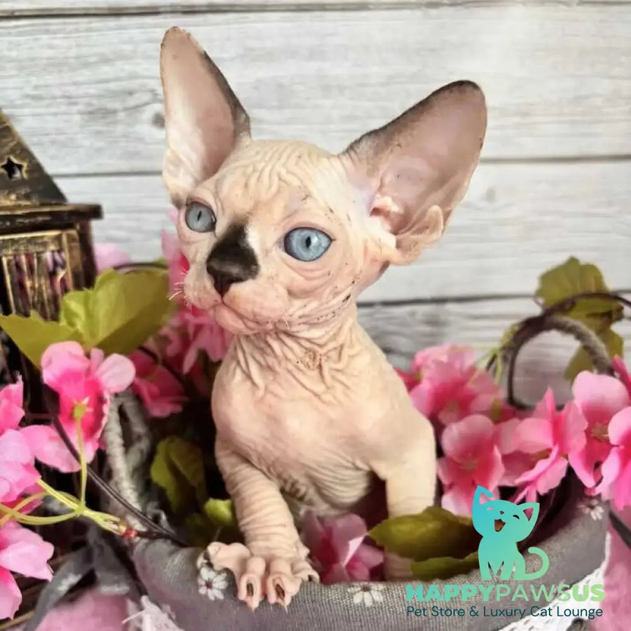 Baly Canadian Sphynx male black pointed bicolour - live animals