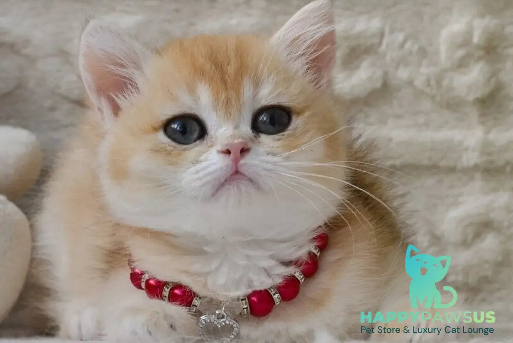 Bambi British Shorthair female black golden chinchilla - live animals