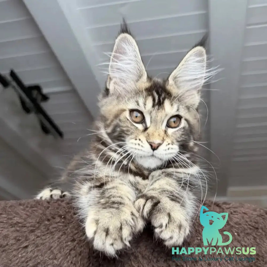 Bamboleilo Maine Coon polydactyl 6x6x6x7 female black tortie with white tabby - live animals