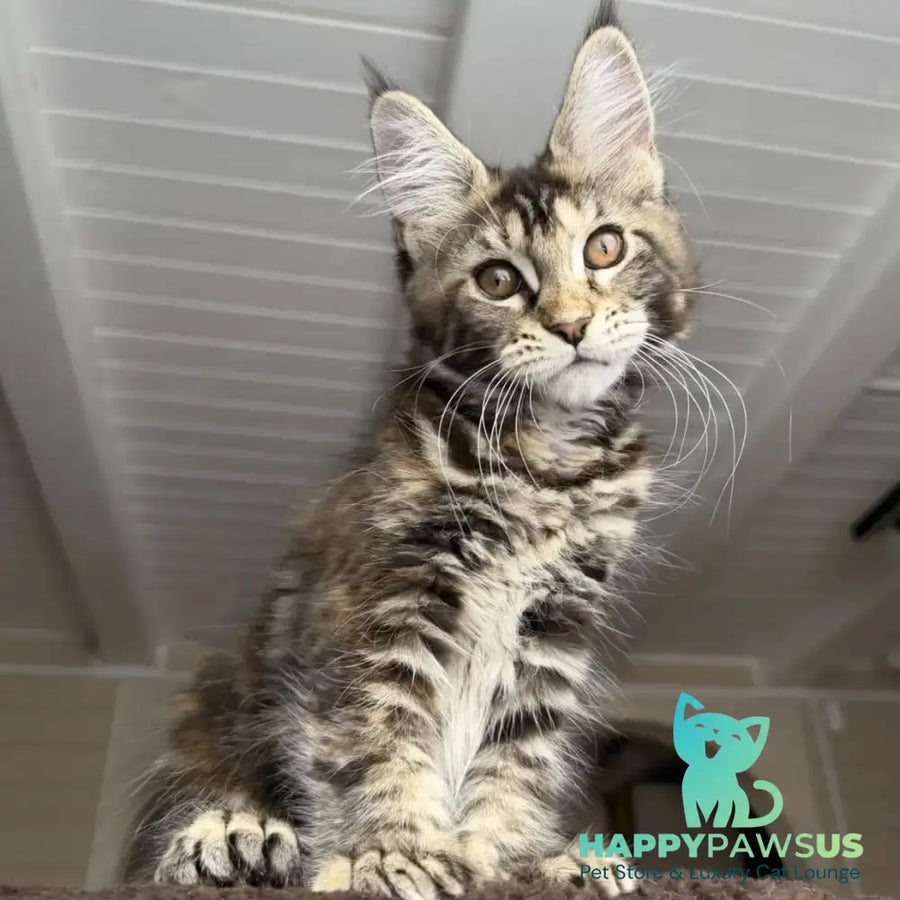 Bamboleilo Maine Coon polydactyl 6x6x6x7 female black tortie with white tabby - live animals