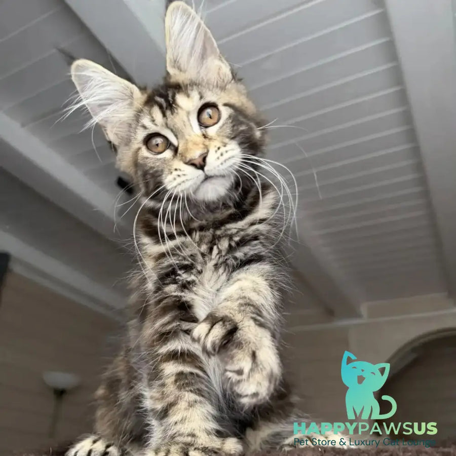 Bamboleilo Maine Coon polydactyl 6x6x6x7 female black tortie with white tabby - live animals