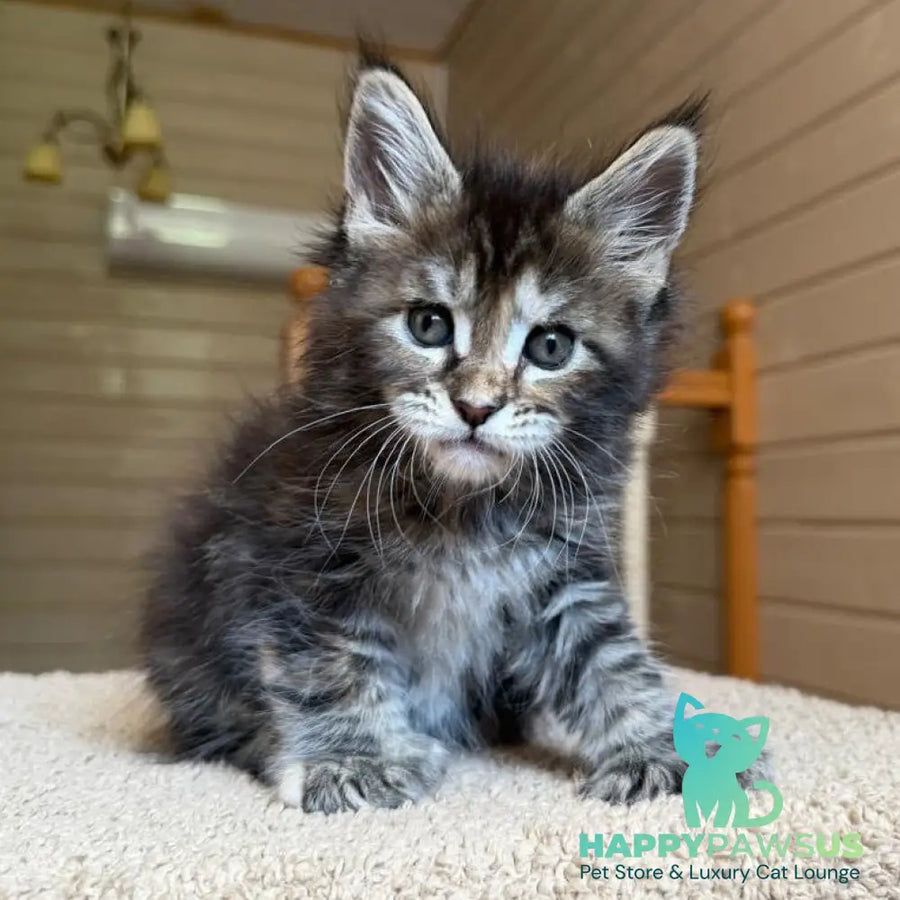 Bamboleilo Maine Coon polydactyl 6x6x6x7 female black tortie with white tabby - live animals