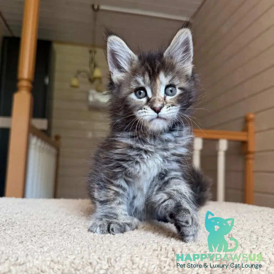 Bamboleilo Maine Coon polydactyl 6x6x6x7 female black tortie with white tabby - live animals