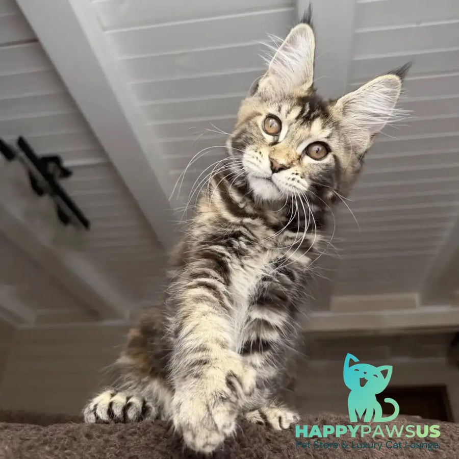 Bamboleilo Maine Coon polydactyl 6x6x6x7 female black tortie with white tabby - live animals