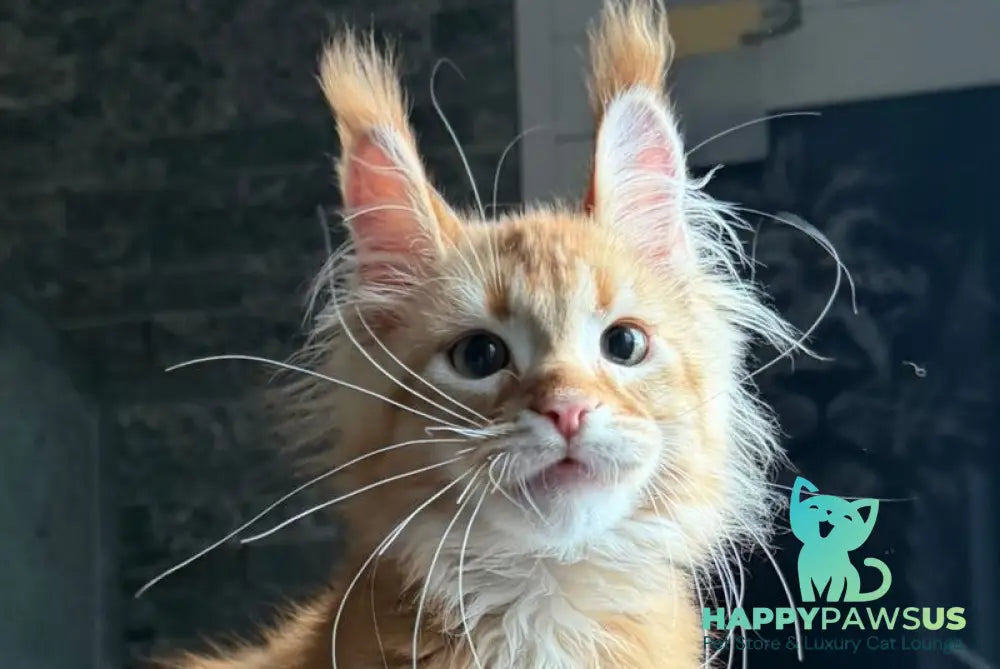Banny Maine Coon male red tabby - live animals