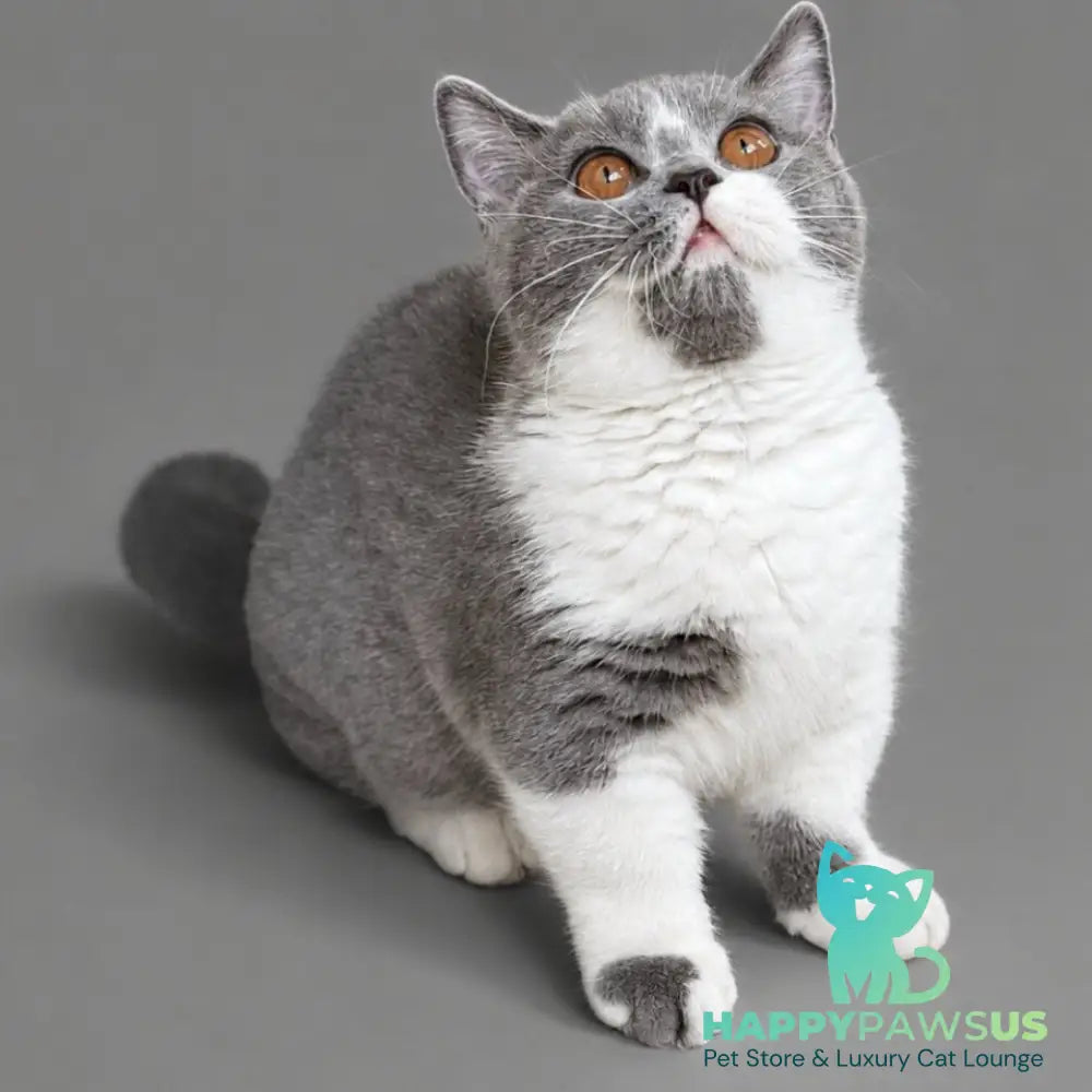 Banny Munchkin male blue bicolour - live animals