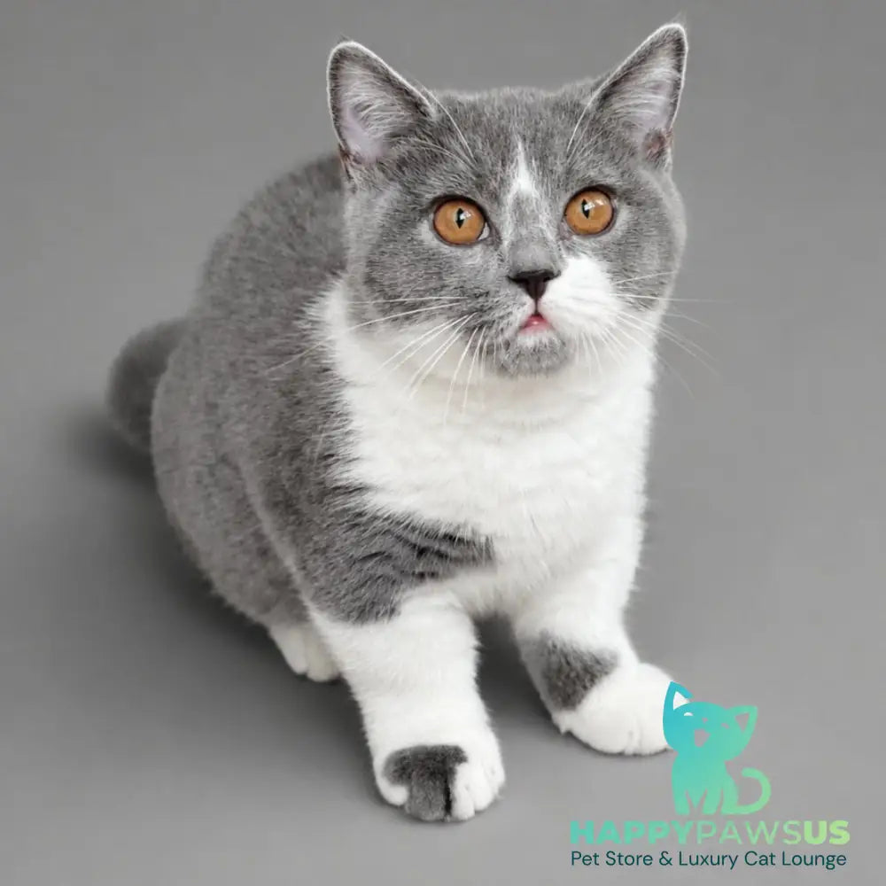Banny Munchkin male blue bicolour - live animals