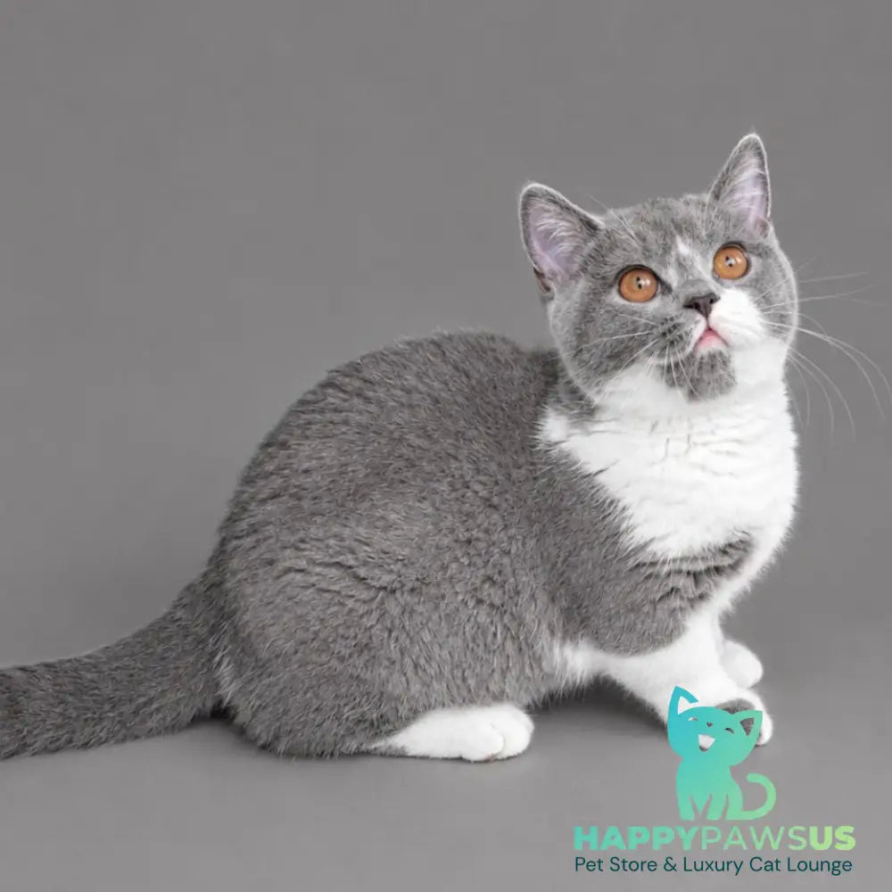Banny Munchkin male blue bicolour - live animals