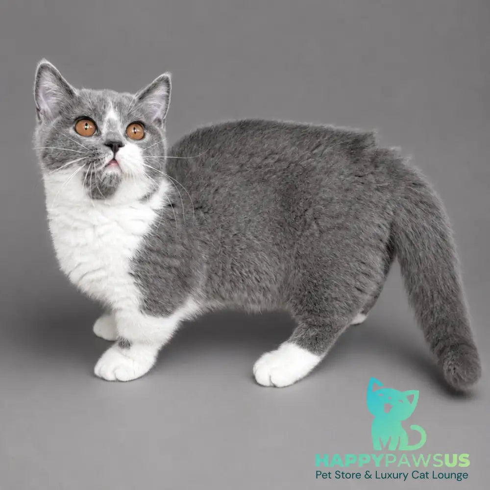 Banny Munchkin male blue bicolour - live animals