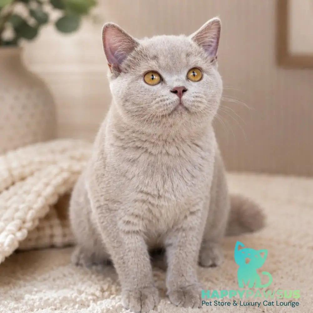 Banny Munchkin male blue bicolour - live animals