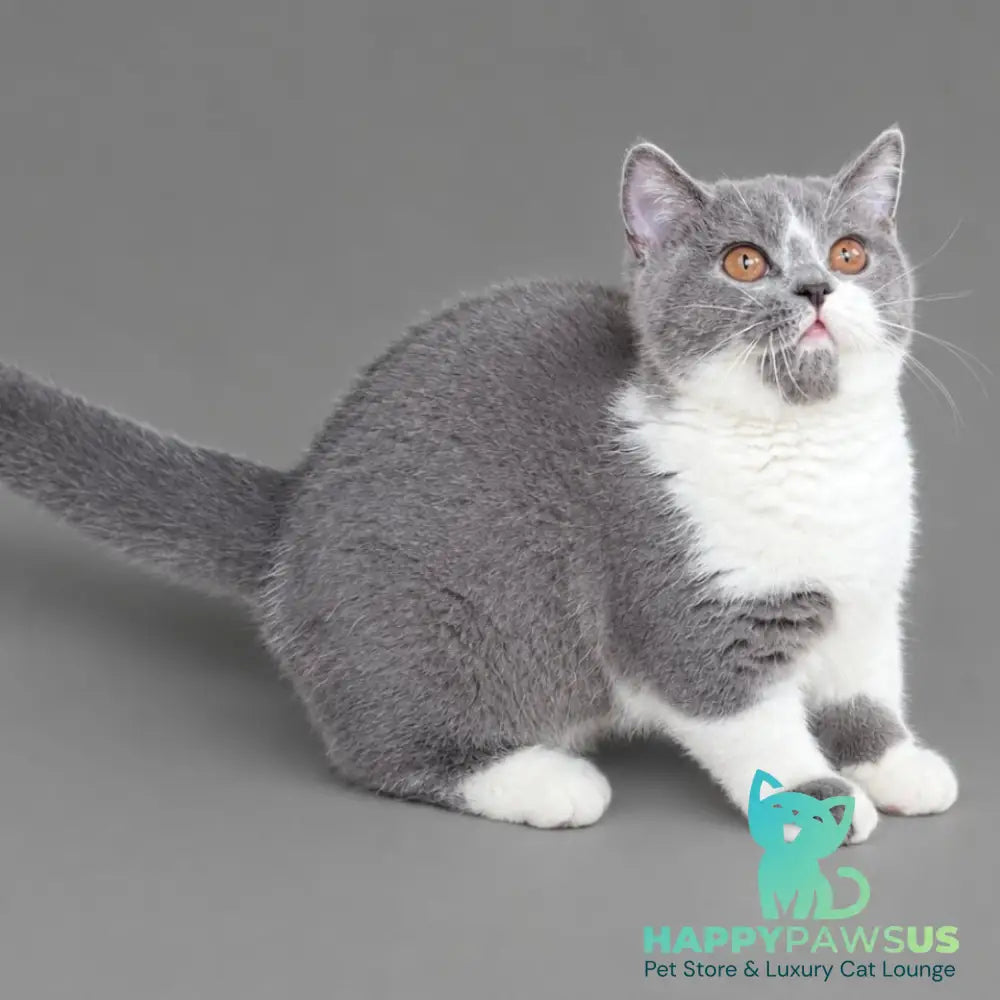 Banny Munchkin male blue bicolour - live animals