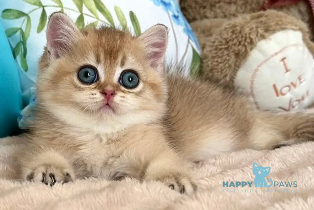 Bantik British Shorthair male black golden shaded live animals