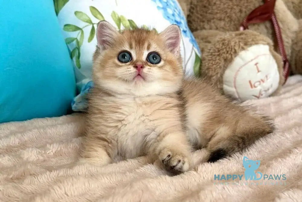 Bantik British Shorthair male black golden shaded live animals