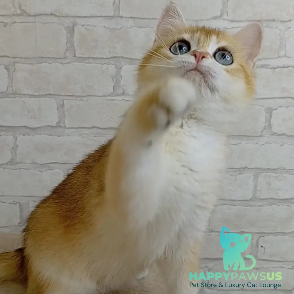Bao Bao British Shorthair male black golden chinchilla - live animals