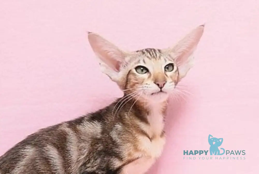 Baranochka Oriental Shorthair female black tabby live animals