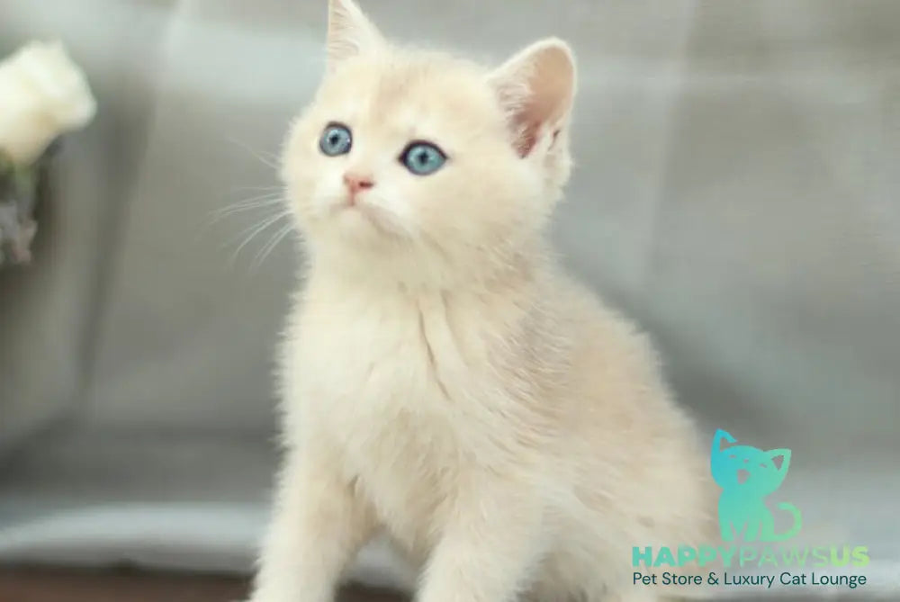 Barbara British Shorthair female blue golden shaded - live animals