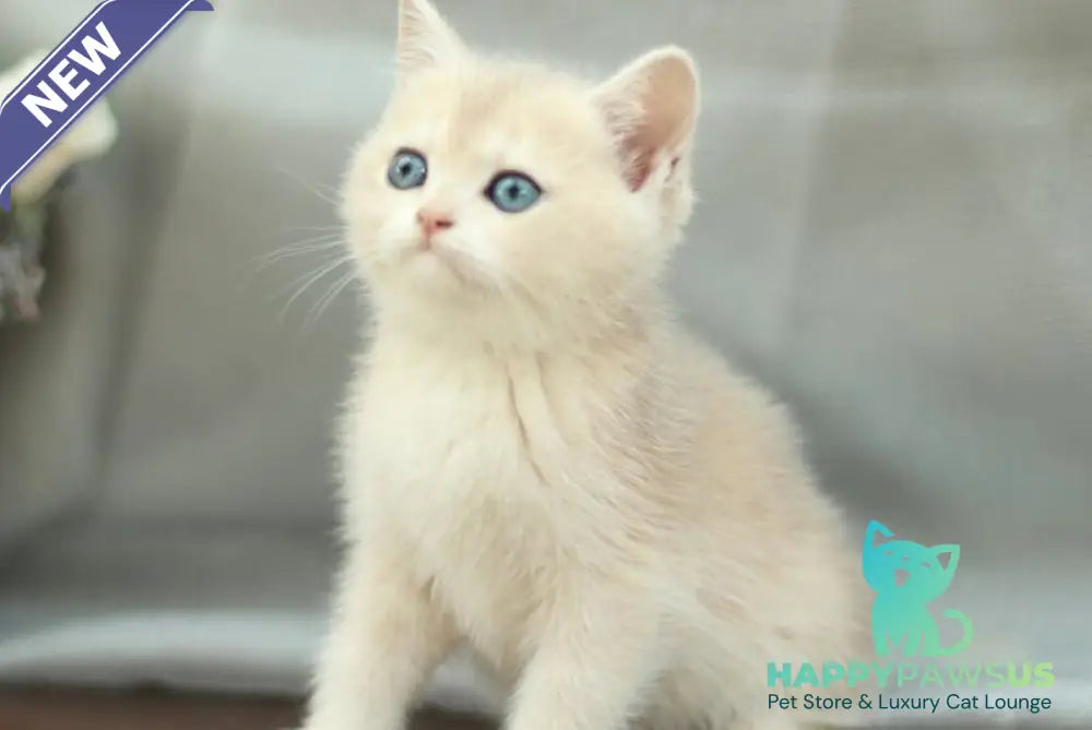 Barbara British Shorthair female blue golden shaded - live animals
