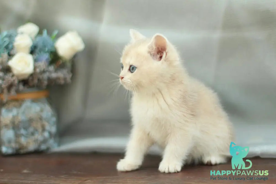 Barbara British Shorthair female blue golden shaded - live animals