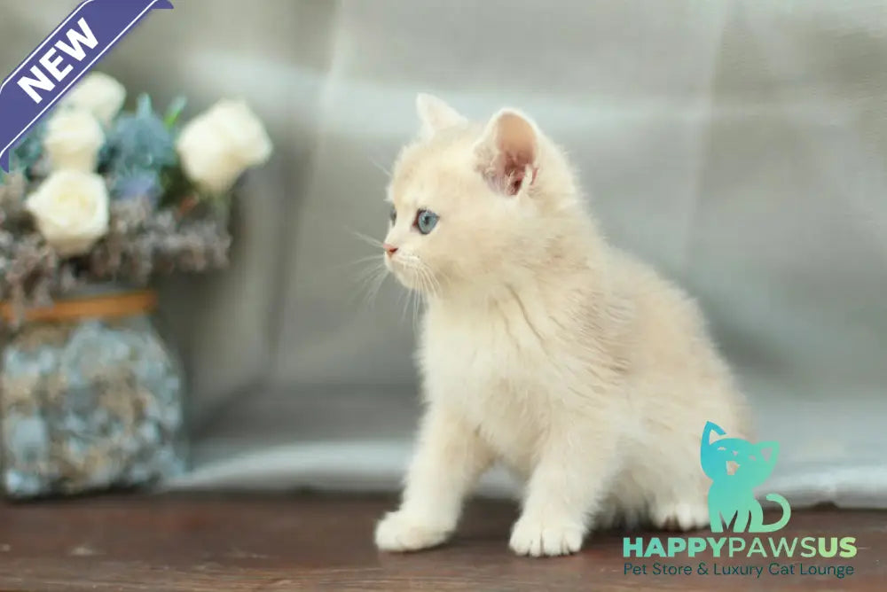 Barbara British Shorthair female blue golden shaded - live animals